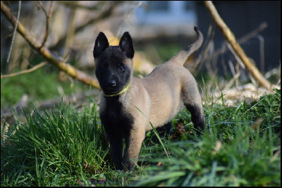Les chiots de Berger Belge