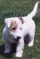 Étalon Jack Russell Terrier - (Sans Affixe) Chanel