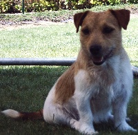 Étalon Jack Russell Terrier - (Sans Affixe) Vlekje