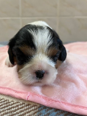 Les chiots de Cavalier King Charles Spaniel