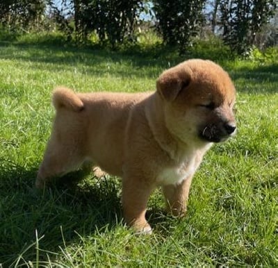 Les chiots de Shiba