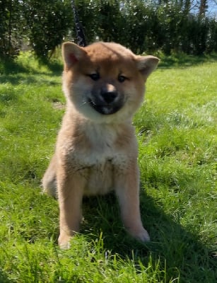 Les chiots de Shiba