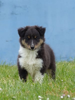 CHIOT 5 - Shetland Sheepdog
