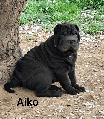 Les chiots de Shar Pei