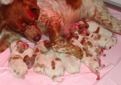 Les chiots de Epagneul Breton