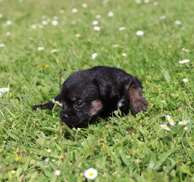 Les chiots de Border Terrier