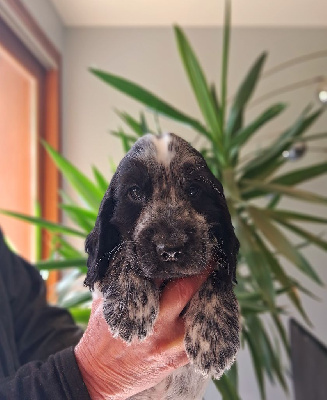 Les chiots de Cocker Spaniel Anglais