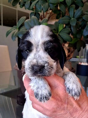 Les chiots de Cocker Spaniel Anglais
