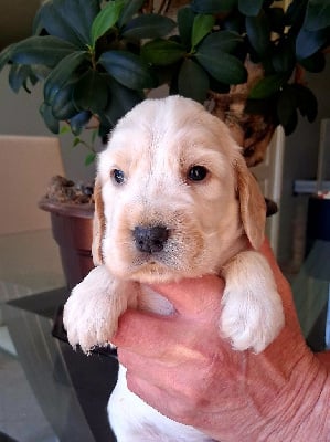 Les chiots de Cocker Spaniel Anglais