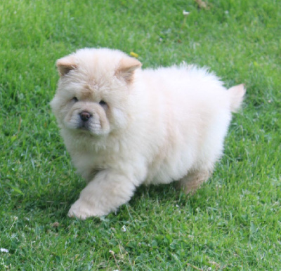 CHIOT 5 - Chow Chow