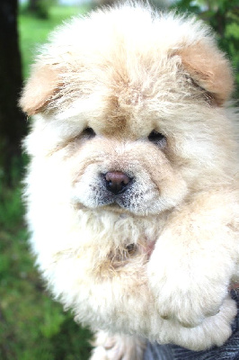 CHIOT 7 - Chow Chow