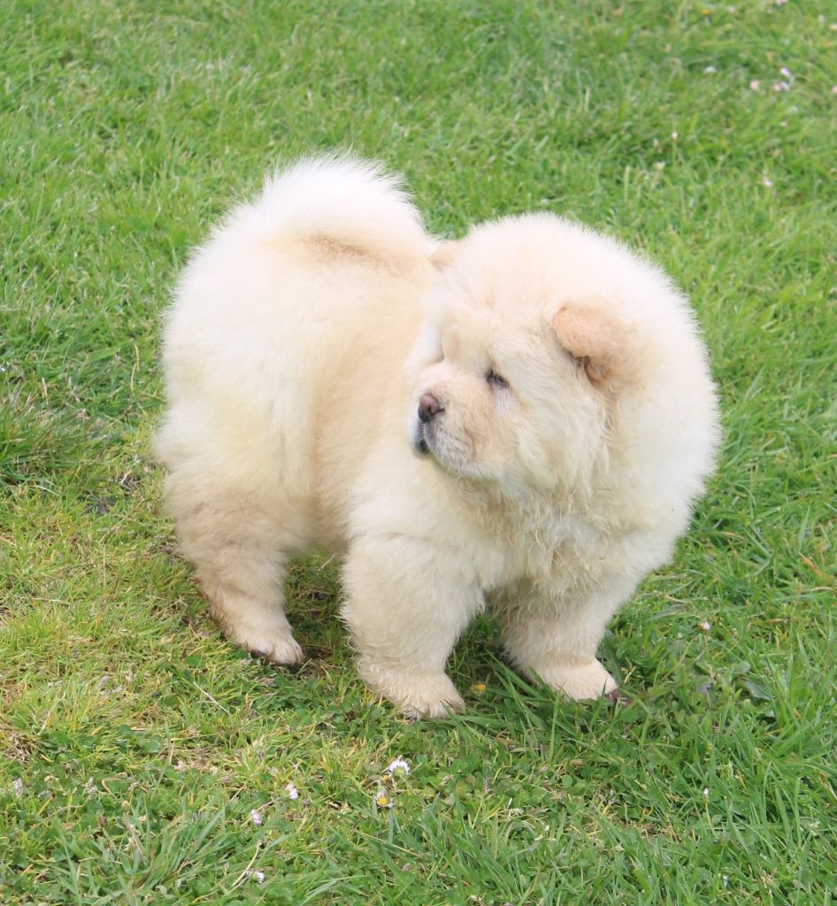 CHIOT 1 - Chow Chow