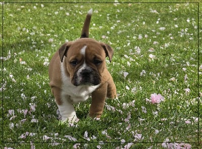 Les chiots de Bulldog continental