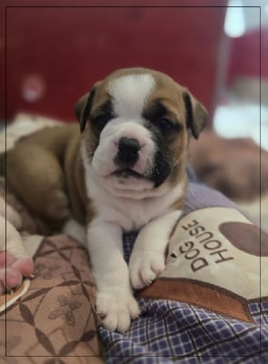 Les chiots de Bulldog continental