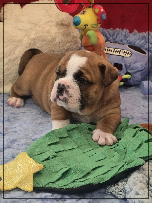 Les chiots de Bulldog continental
