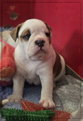 Les chiots de Bulldog continental