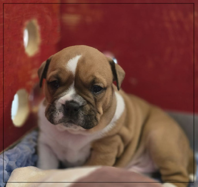 Les chiots de Bulldog continental