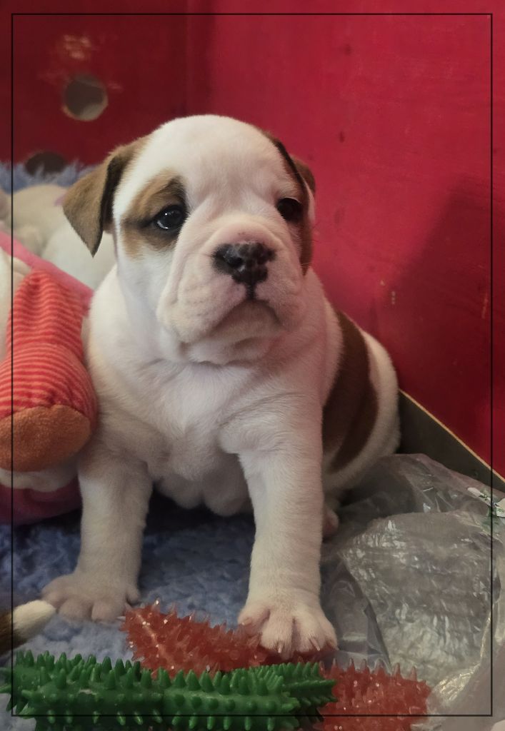 ATTILA - Bulldog continental