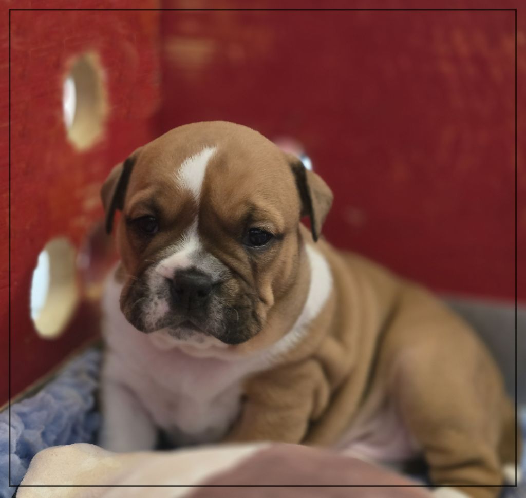 ARIETTE - Bulldog continental