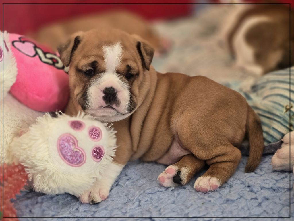 ABEILLE - Bulldog continental