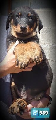Les chiots de Berger de Beauce