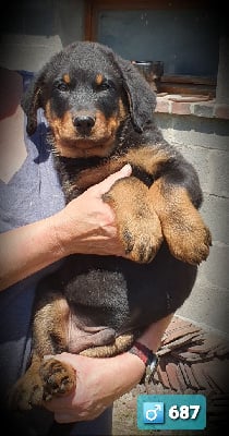 Les chiots de Berger de Beauce