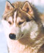 CH. Timber wolf Of artic sun
