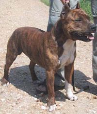 Étalon American Staffordshire Terrier - Shadowrun Norman-bates