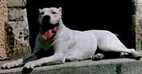 Étalon Dogo Argentino - Nébi Los félinos blancos