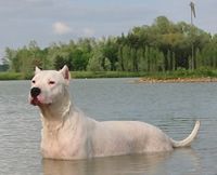 Étalon Dogo Argentino - Pastora De la sierra de la mar