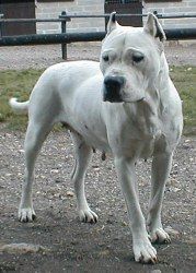 Étalon Dogo Argentino - Suerta De los felinos blancos