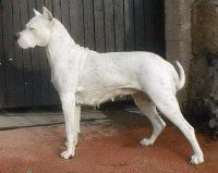 Étalon Dogo Argentino - Rioma De los felinos blancos