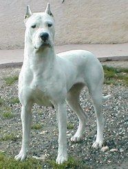 Étalon Dogo Argentino - CH. Sena De los felinos blancos
