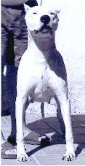 Étalon Dogo Argentino - P'twister De guerrero blancos de la pampa