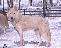 Étalon Siberian Husky - Amarok's Iakovkha