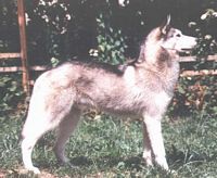 Étalon Siberian Husky - Amarok's Leewok