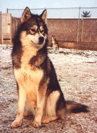 Étalon Siberian Husky - Iakouts Of inivruk