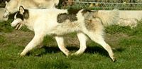 Étalon Siberian Husky - Niourk l'esquimau Of inivruk
