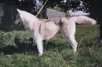 Étalon Siberian Husky - Natayef de la Baisse de L'Eveillat