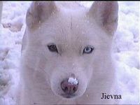 Étalon Siberian Husky - Amarok's Jiëvna