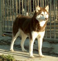 Étalon Siberian Husky - Little lobo Of inivruk