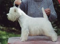 Étalon West Highland White Terrier - Trewen Tartan show boy