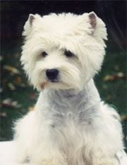 Étalon West Highland White Terrier - CH. One upon a time in the west de Champernoune
