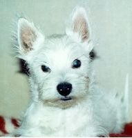 Étalon West Highland White Terrier - Sheenah (Sans Affixe)