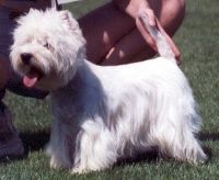 Étalon West Highland White Terrier - Patchie Du coin sauvage