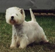 Étalon West Highland White Terrier - CH. Arnricann Judge roy bean