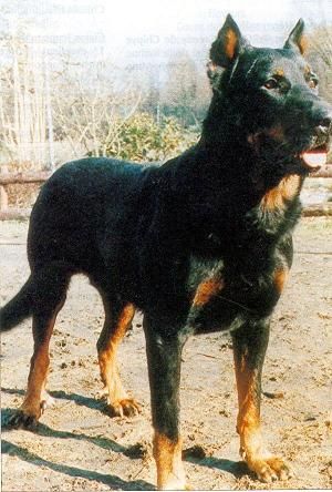 CH. Garax du Pla de la Jasse