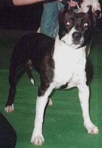 Étalon American Staffordshire Terrier - Staffanatic's R'lexia