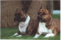 Étalon American Staffordshire Terrier - Paky' S Jessy