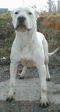 Étalon Dogo Argentino - Shirka La chevauchée sauvage